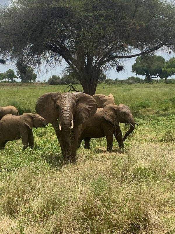 Kenya Landscape